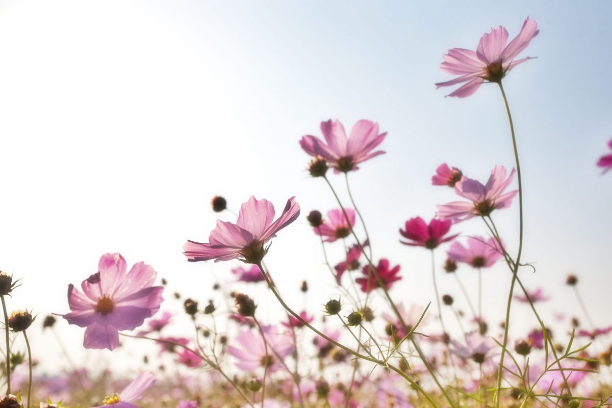 field of pink cosmos with blue sky